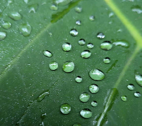 Abstract image of macro water droplets, representing photographic detail capabilities.