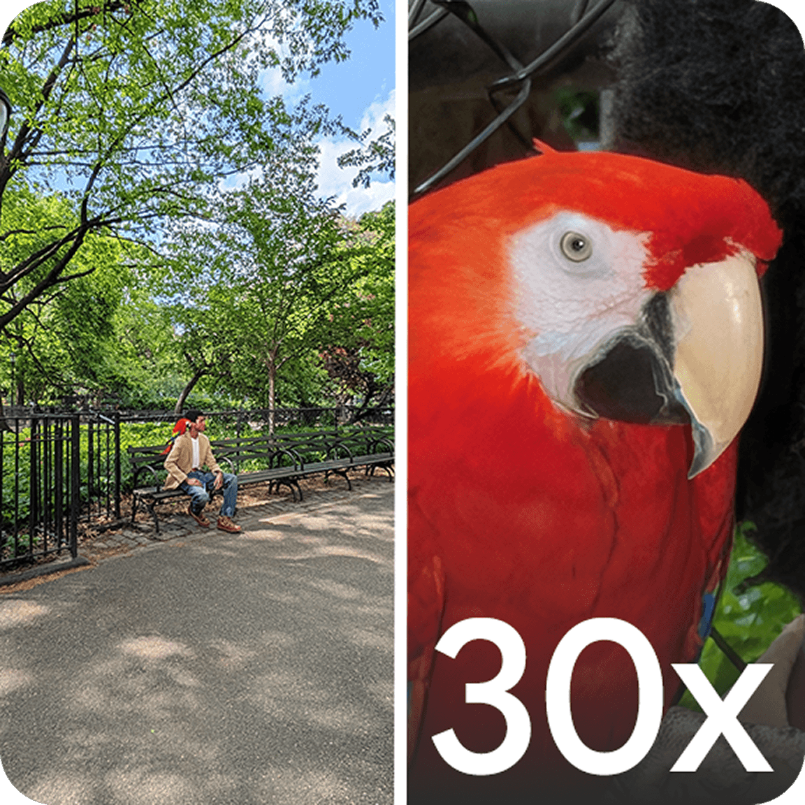 Man sitting in a Park, with a parrot on his shoulder ; Zoomed-in image of a parrot.