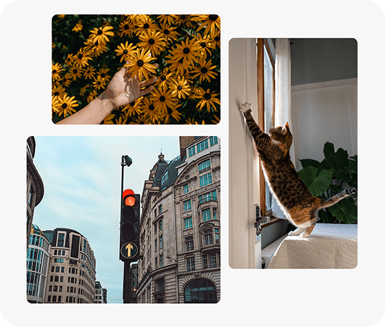 A close-up of a hand holding a blooming flower above a yellow flowerbed in bright sunlight. Another photo captures a cat stretching toward a door in mid-motion. The other photo shows a city street with buildings and a traffic light, illustrating image quality across a variety of shooting situations.